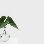 green leafed plant on clear glass vase filled with water