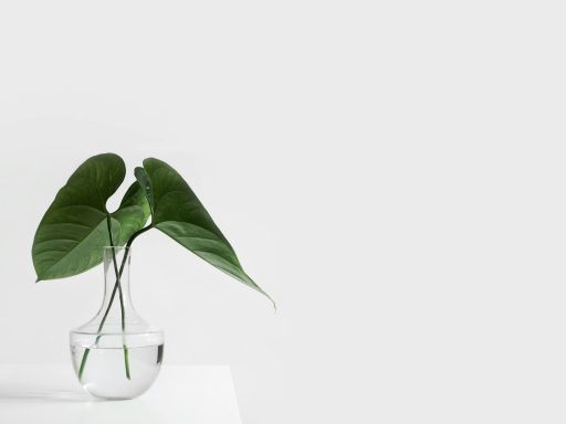 green leafed plant on clear glass vase filled with water