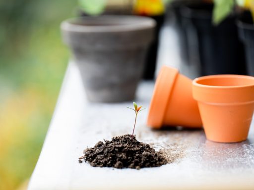 Een kleine tuin met verhoogde moestuinbak, grindpad en kleurrijke bloemen, aangelegd met een klein budget