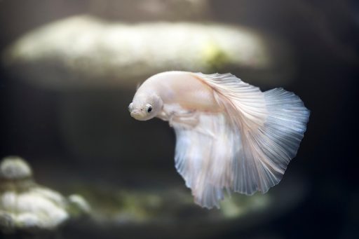 Een helder aquarium met kleurrijke vissen en waterplanten in een woonkamer
