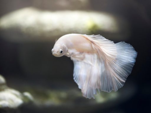 Een helder aquarium met kleurrijke vissen en waterplanten in een woonkamer