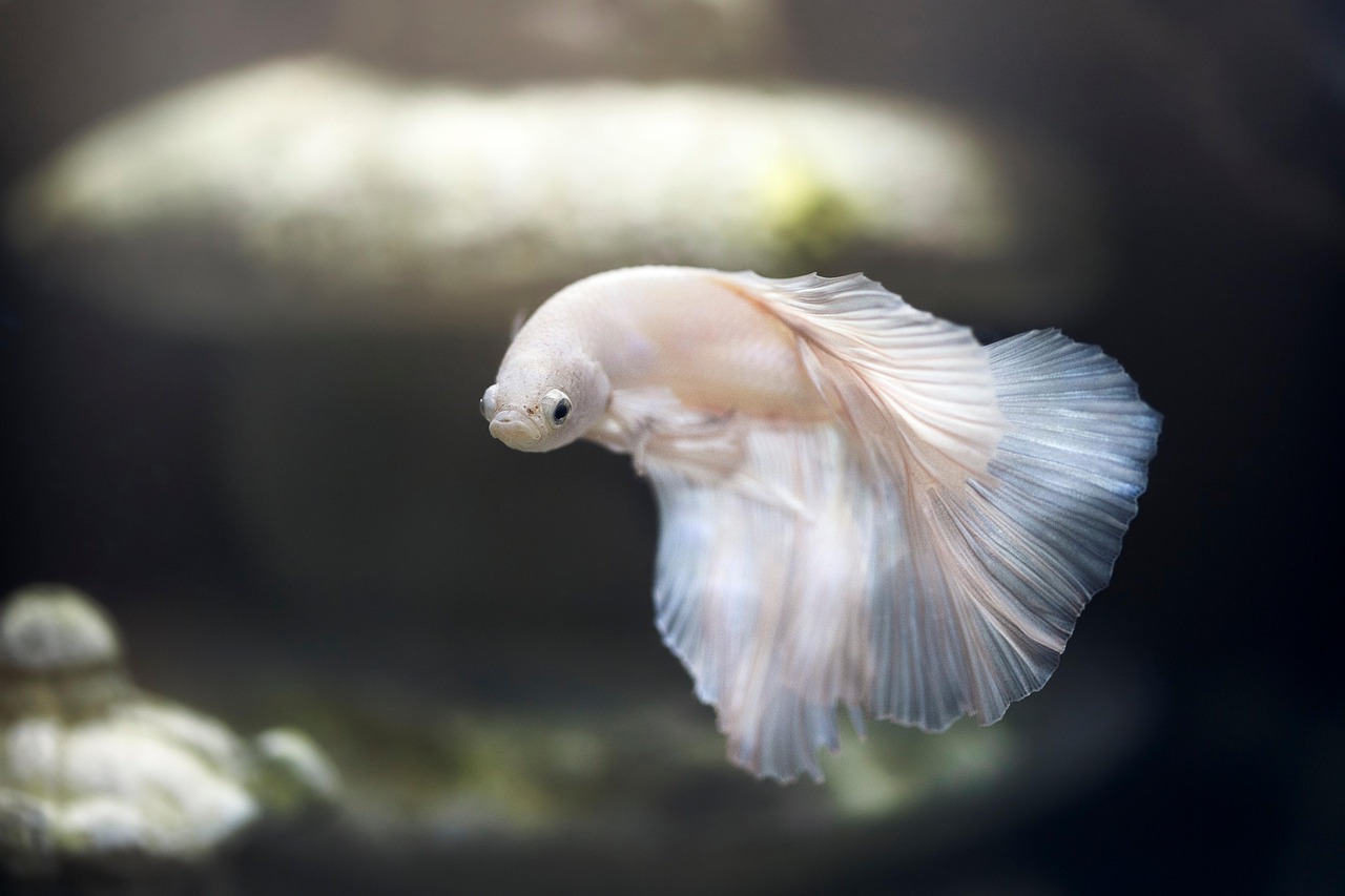 Een helder aquarium met kleurrijke vissen en waterplanten in een woonkamer
