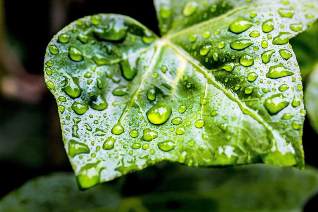 Druppelirrigatie in een moestuin met druppelslangen langs groentenrijen