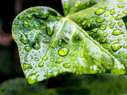 Druppelirrigatie in een moestuin met druppelslangen langs groentenrijen