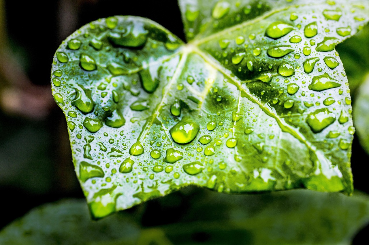 Druppelirrigatie in een moestuin met druppelslangen langs groentenrijen