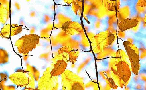 Kleurrijke straat in Lissabon met typische azulejo-gevels en herfstzon