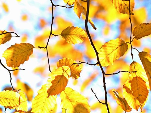 Kleurrijke straat in Lissabon met typische azulejo-gevels en herfstzon