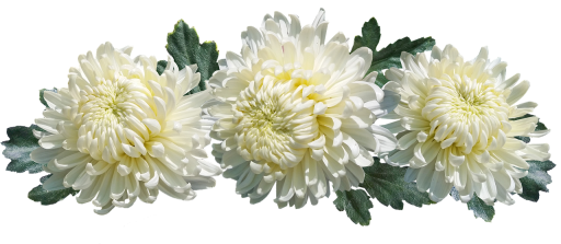Chrysantenstekken klaargemaakt voor beworteling in kleine potten met potgrond