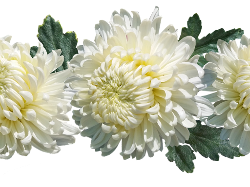 Chrysantenstekken klaargemaakt voor beworteling in kleine potten met potgrond