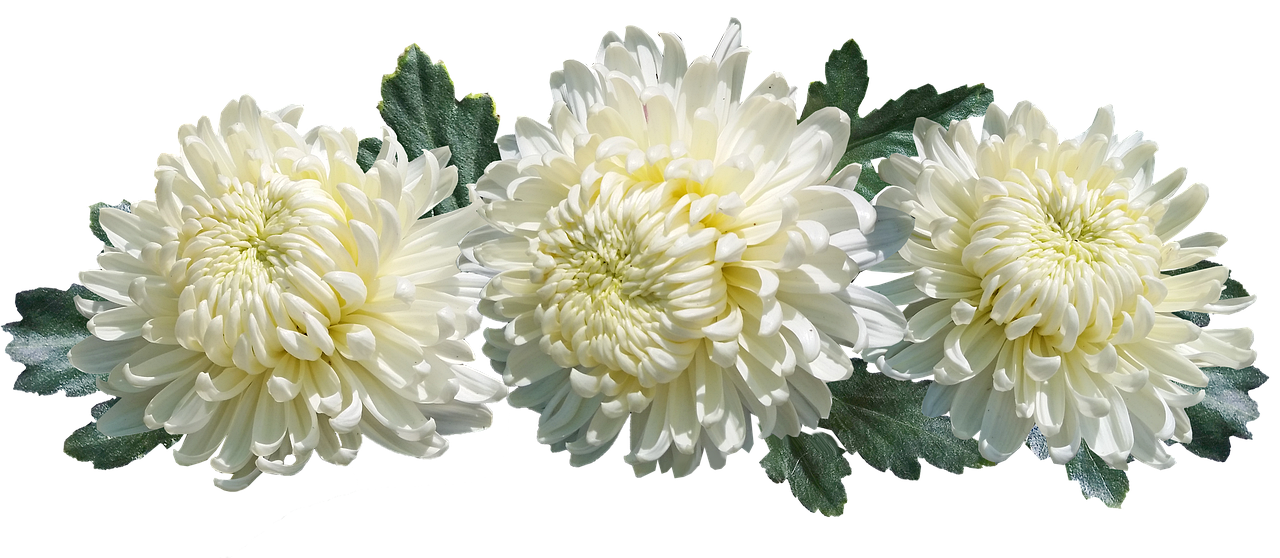 Chrysantenstekken klaargemaakt voor beworteling in kleine potten met potgrond