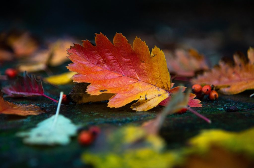 Dakgoot vol natte herfstbladeren die de afvoer blokkeren