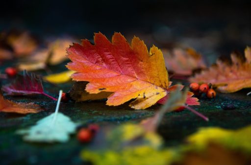 Dakgoot vol natte herfstbladeren die de afvoer blokkeren