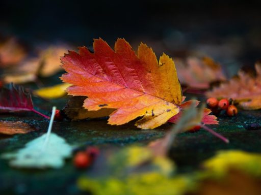 Dakgoot vol natte herfstbladeren die de afvoer blokkeren